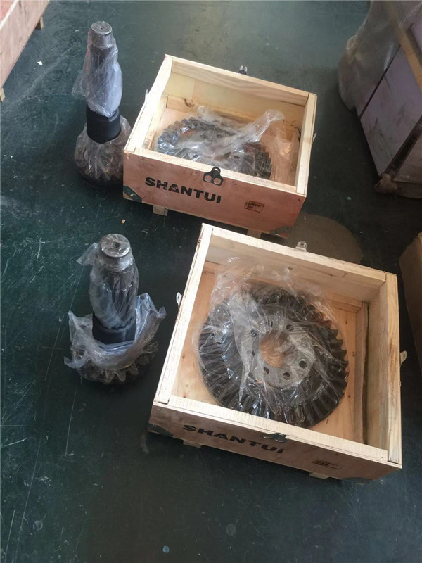 伞盆齿